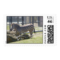 Zebra stamps