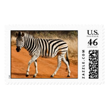 Zebra - Postage Stamp