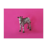 ZEBRA Postcard