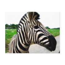 Zebra postcards