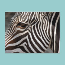 zebra postcards