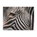 zebra postcards by REDINARD zebra postcards