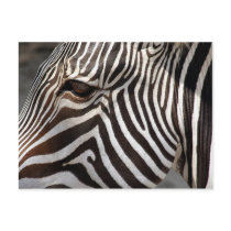 zebra postcards
