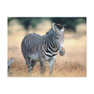 Zebra