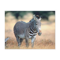 Zebra postcards