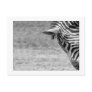 Zebra Postcard