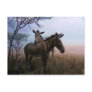 Zebra Postcards