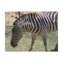 Zebra Postcard by sunsett76 Zebra Postcard