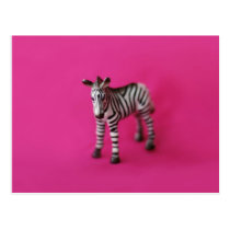 ZEBRA Postcard postcards