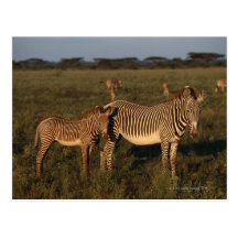 Zebra Postcard