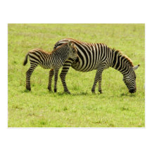 Zebra Postcard