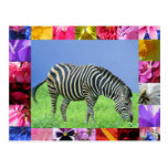 Zebra Postcard
