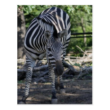 zebra Postcard