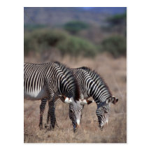 Zebra Postcards