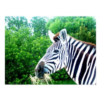 Zebra print