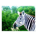 Zebra posters by dmatteo Zebra posters