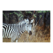 Zebra posters