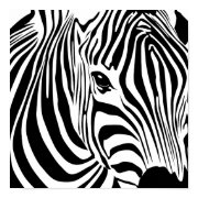 Zebra Poster print