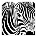 Zebra Poster posters by dragonartz Zebra Poster posters