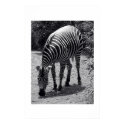 Zebra posters