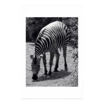 Zebra posters by clone13 Zebra posters