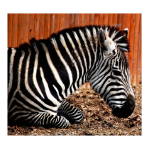 Zebra posters