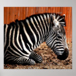 Zebra Poster