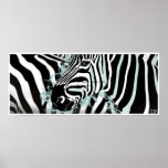 Zebra posters
