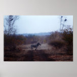 Zebra posters