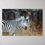 Zebra posters