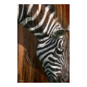 ZEBRA posters