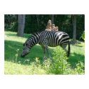 Zebra posters