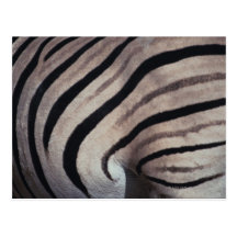 Zebra print post card