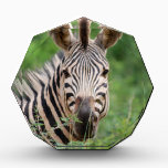 Zebra profile awards