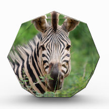 Zebra profile awards
