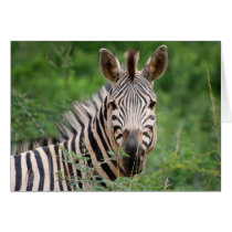 Zebra profile cards