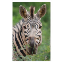 Zebra profile custom stationery