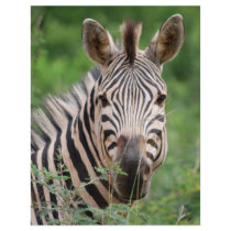 Zebra profile flyer design