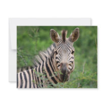 Zebra profile invitations