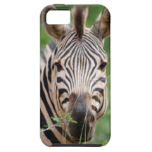 Zebra profile iPhone 5 cases