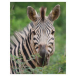 Zebra profile letterhead template