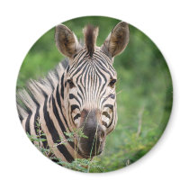 Zebra profile magnet