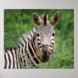 Zebra profile poster