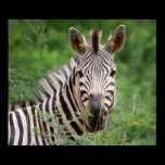 Zebra profile posters
