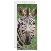 Zebra profile rack card template
