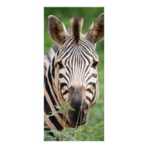 Zebra profile rack card template