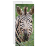 Zebra profile rack card template