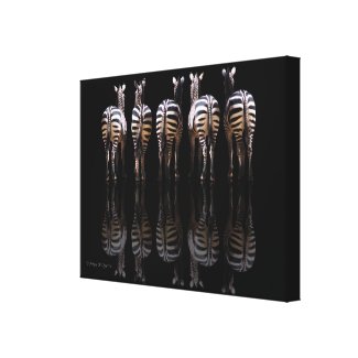 Zebra Reflections wrapped canvas zebra art print