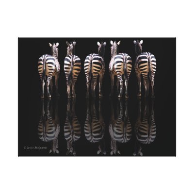 Zebra Reflections Canvas Prints