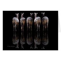 Zebra Reflections cards